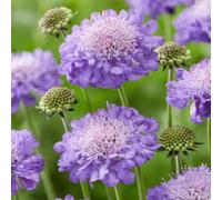 Scabieuse Mariposa Blue - Vivace en pot, fleurs pour jardin extérieur | Scabieuses prêtes à planter, parfaites en pots ou massifs, pour des floraisons généreuses tout au long de la belle saison