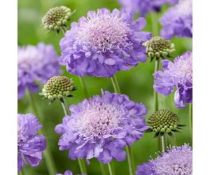 Scabieuse Mariposa Blue - Vivace en pot, fleurs pour jardin extérieur | Scabieuses prêtes à planter, parfaites en pots ou massifs, pour des floraisons généreuses tout au long de la belle saison