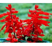 Scarlet Red Sage Seeds 30+ Salvia coccinea Tropical Sage, Blood Sage, Texas Sage, Salvia Coccinea - Wildflower Seeds