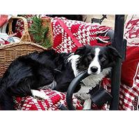 SCDSM Broderie Point de Croix,Chien Border Collie,Canevas Point de Croix Kit Complet pour Adultes Débutant,DIY 11CT Kit Point de Croix pour Art Décoration Maison Salon Chambre 40x50cm