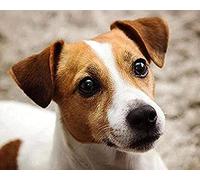 SCDSM Broderie Point de Croix,Jack Russell Terrier,Canevas Point de Croix Kit Complet pour Adultes Débutant,DIY 11CT Kit Point de Croix pour Art Décoration Maison Salon Chambre 40x50cm