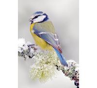 Scène De Faune Sauvage En Hiver Sous La Neige Avec Un Mignon Oiseau Chanteur Bannière Résistant Aux Intempéries Drapeaux Couleurs Vives Garden Flag Pour Célébrations Bar Balcon 30X45Cm