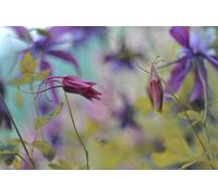 Scène Florale - Puzzle en Bois de 2000 pièces pour Adultes, défi Classique, Impossible à 14 Ans et Plus