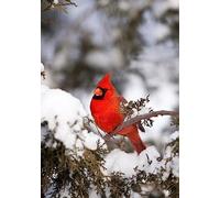 Scène Hivernale : Cardinal Rouge Dans Un Genévrier Garden Flag Couleurs Vives Drapeau Décoratif Bannière Pour Balcon Intérieur Fête 30X45Cm