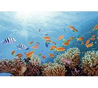 Scenolia Tableau Toile Fond Marin 90 x 60 cm - Déco Impression sur Toile Textile Haute qualité