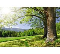 Scenolia Tableau décoratif Grand Format sur Toile OREE du Bois 90 x 60 cm | Impression Haute qualité