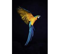 Scenolia Tableau en Verre Acrylique Vol de Perroquet 60 x 90 cm - Art Décoration Murale - Photographie Oiseau Tropical - Pose Facile et Qualité HD