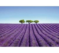 Scenolia Tableau Grand Format sur Toile Couleur Lavande 130 x 90 cm | Décoration Murale Tendance Actuelle, Fait en France