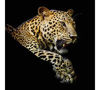 Scenolia Tableau Plexi déco & Design LA Sieste du Leopard 50 x 50 cm | Déco Murale Qualité HD
