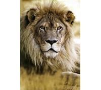 Scenolia Tableau Plexi Vertical déco & Design Lion 50 x 70 cm | Déco Murale Qualité HD