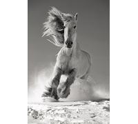 Scenolia Tableau Plexi Vertical déco & Design White Horse 50 x 70 cm | Déco Murale Qualité HD