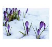 Scenolia Tableau sur toile CROCUS 60 x 40 cm | déco murale 100% fabrication française