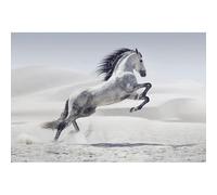 Scenolia Tableau Toile XXL en kit Cheval dans Le Désert 60 x 40 cm - Toile Textile sans PCV - Tableau Grand Format fabriqué en France