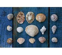 Scenolia Tableau Toile XXL en kit Collection De Coquillages 90 x 60 cm - Toile Textile sans PCV - Tableau Grand Format fabriqué en France