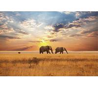Scenolia Tableau Toile XXL en kit Savane Africaine 90 x 60 cm - Toile Textile sans PCV - Tableau Grand Format fabriqué en France