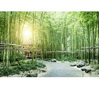 Scenolia Tableau Verre Acrylique Bambous Verts Paysage Zen 90 x 60 cm - Décoration Murale Photo pour la Maison