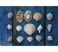 Scenolia Tableau Verre Acrylique Collection De Coquillages 130 x 90 cm - Décoration Murale Photo pour la Maison