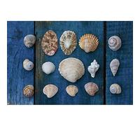 Scenolia Tableau Verre Acrylique Collection De Coquillages 60 x 40 cm - Décoration Murale Photo pour la Maison