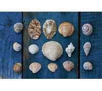 Scenolia Tableau Verre Acrylique Collection De Coquillages 90 x 60 cm - Décoration Murale Photo pour la Maison