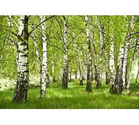 Scenolia Tapisserie poster panoramique FORET DE BOULEAU 4 x 2,70 m | Déco et photo murale XXL Qualité HD