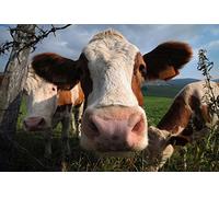 Scenolia Tapisserie poster panoramique OH LA VACHE 4 x 2,70 m | Déco et photo murale XXL Qualité HD