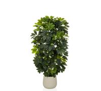 Schefflera 2 - Plante artificielle Vert/Blanc