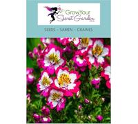 Schizanthus Mixed - Orchidée du pauvre