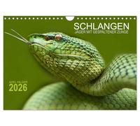 SCHLANGEN. JÄGER MIT GESPALTENER ZUNGE (Wandkalender 2026 DIN A4 quer), CALVENDO Monatskalender: Für das Projekt Schlangen reiste der Fotograf Axel ... zu den verschiedensten Teilen unserer Erde.