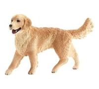 Golden Retriever, femelle