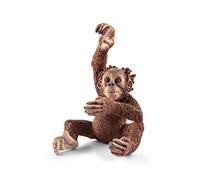 Jeune Orang-Outan