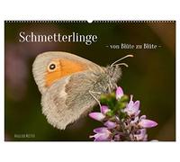Schmetterlinge - von Blüte zu Blüte - (Wandkalender 2026 DIN A2 quer), CALVENDO Monatskalender: Wunderbare Nahaufnahmen von 11 heimischen Schmetterlingen und einem Nachtfalter aus Ostwestfalen Lippe.