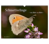 Schmetterlinge - von Blüte zu Blüte - (Wandkalender 2026 DIN A3 quer), CALVENDO Monatskalender: Wunderbare Nahaufnahmen von 11 heimischen Schmetterlingen und einem Nachtfalter aus Ostwestfalen Lippe.