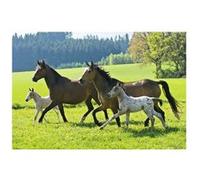 Schmidt-Spiele Puzzle Chevaux - Coffret 4 puzzles (2x26, 2x48 pièces) en boîte métal