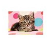 SCHMIDT SPIELE Puzzle Un adorable chaton - 100 pieces G