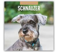 Schnauzer 2025 - Calendrier 16 mois