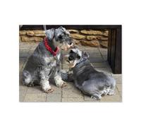 Schnauzer Deux Animaux，Puzzles 1000 Pièces Puzzles pour Adultes, Jeux Intellectuels Éducatifs Décoration De La Maison Soulagement du Stress Ensembles De Jouets pour La Famille（50x70cm）-F14
