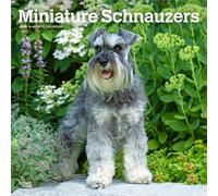 Schnauzers miniatures | Calendrier mural mensuel carré 2026 30,5 x 61 cm | Sans plastique | BrownTrout | Animaux de petites races de chiens