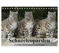 Schneeleoparden. Perfekte Raubkatzen-Schönheiten (Tischkalender 2026 DIN A5 quer), CALVENDO Monatskalender: Die wunderschönen Raubkatzen des Hochgebirges