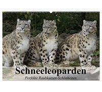 Schneeleoparden. Perfekte Raubkatzen-Schönheiten (Wandkalender 2026 DIN A2 quer), CALVENDO Monatskalender: Die wunderschönen Raubkatzen des Hochgebirges