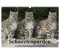 Schneeleoparden. Perfekte Raubkatzen-Schönheiten (Wandkalender 2026 DIN A3 quer), CALVENDO Monatskalender: Die wunderschönen Raubkatzen des Hochgebirges