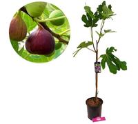 Schramas - figuier Ficus carica Brown Turkey - Pot 17cm