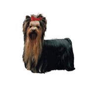 Schwandt Heimtierbedarf 14043 Autocollant pour Panneau avertisseur Motif Yorkshire Terrier Env. 200 x 220 mm