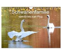 Schwanenfamilie, vom Ei bis zum Fliegen. (Wandkalender 2026 DIN A4 quer), CALVENDO Monatskalender: Eine Geschichte von der man zehren kann. Es hat viel Spaß gemacht diese Geschichte zu dokumentieren