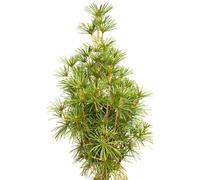 Sciadopitys verticillata Sapin japonais en forme de cône croissant 40-50 cm