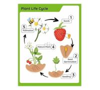 Science Classroom Poster Plant Life Cycle and Biology Educational Chart for School Study Room(Framed,08x12inch(20x30cm))
