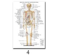 Science Mur Art Muscle Système Humain Anatomie Diagramme Médical Éducation Fournitures Hd Huile Sur Toile Affiches - Type 30x40cm No Frame #H
