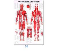 Science Mur Art Muscle Système Humain Anatomie Diagramme Médical Éducation Fournitures Hd Huile Sur Toile Affiches - Type 30x40cm No Frame #Q