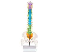 Scientific Mini Spine Model, Anatomical Spine Model with All Nerves, Human Anatomy Model with Stand for Instruction