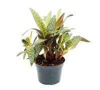 Scilla violacea "Leopard Lily" - feuille de tigre 12cm