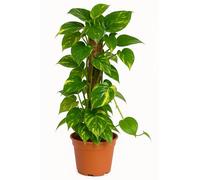 Scindapsus Aureum Plant de lierre Vert Plante d'intérieur Diamètre du pot 19 cm Hauteur env. 75 cm